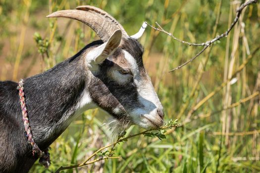 Close-up portrait of a goat from the side, goat preparing to eat a branch of a bush with young leaves.