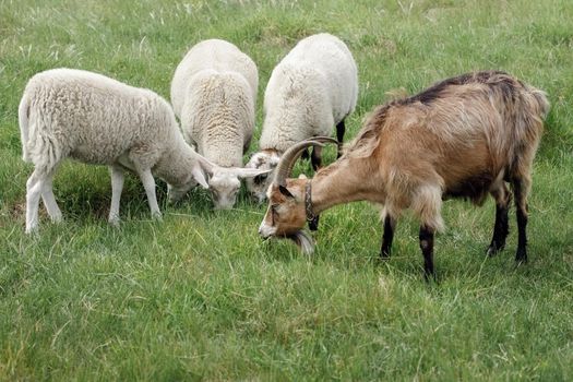 In the green meadow, three white sheep and one brown and horned goat eat friendly grass. Domestic animals graze freely in an organic meadow.