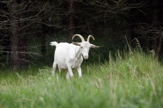 White young goat with horns, standing in a dark forest, she's not afraid of a wolf.