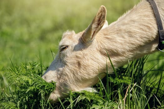 Beige goat greedily eats fresh juicy grass. Free-range goat grazing on a small rural organic dairy farm.