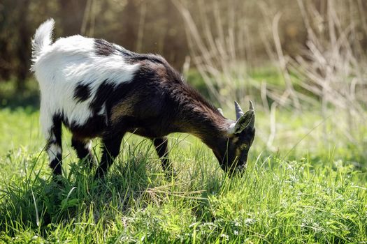 Goat with a black front and a white end grazes on a green meadow near the forest and eats grass.