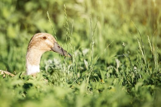 A happy duck rests in the grass and enjoys freedom. Summer time, free range poultry, green foliage background.