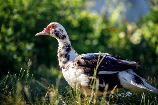 A white-brown variegated musk duck stands on the grass in a green background of beautiful bokeh.