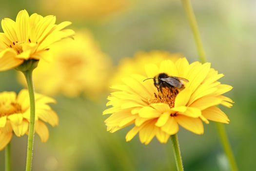 Bumblebee collecting honey on echinacea. Sunny summer background