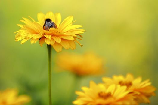 The bright yellow flowers of Echinacea purpurea 'Sombrero Yellow', in close up, in a natural outdoor setting.