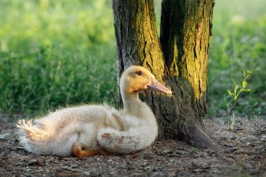 Adorable little baby Muscovy duckling rest under a tree in the shade. Beautiful evening golden sunlight and a blurred green background.