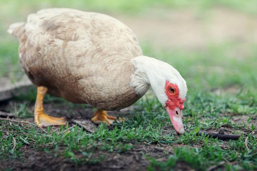 Brown domestic muscovy duck is piking grass with beak