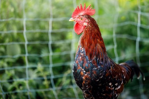 A beautiful, colorful rooster in a rural backyard on a green background with a wire fence.