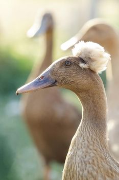 A duck with a white crest on its head, a brown comb. A close-up of a domestic bird in nature. Crested Ducks.