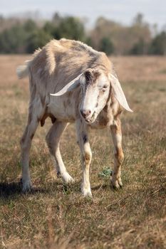 An old and diseased goat in a meadow in summer during a drought.