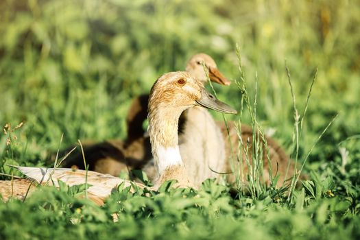 A group of brown ducks resting in the grass on a hot day.