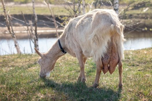 An adult goat with a very large udder grazes in a meadow near the pond. Free-range goat grazing on a small rural organic dairy farm.