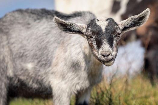 Young goatling makes a smart a questioning look face and watching to camera.