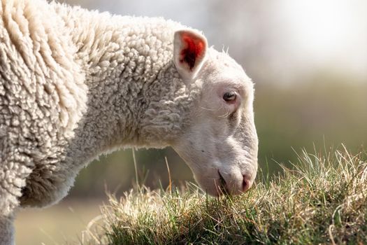 A detailed low angle photo of a sheep eating grass. A close-up portrait of a sheep's head profile.