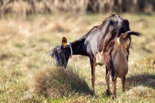 A long-haired dark brown goat with one horn and a large udder. Free-range goat grazing on a small rural organic dairy farm.