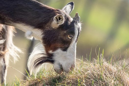 Close-up portrait of a unicorn goat with a beard eating grass.