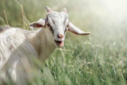 Young, agape, white goat on green meadow background. Front view on goatling face