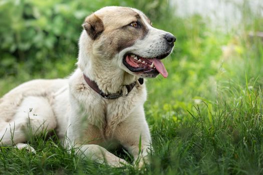 Friendly  Central Asian Shepherd dog profile portrait in the light green shining grass background