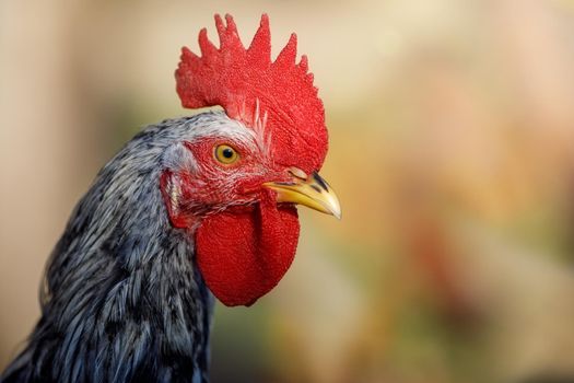 Cock head close up, large red comb, well visible beak and detailed eyes.