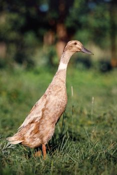 One brown duck walks in a country garden. Free range poultry, green blurred background.