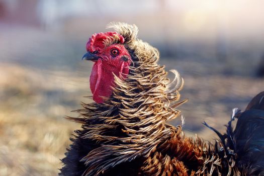 Portrait of a rooster with very long golden feathers. Side view of a beautiful wavy cock red crest. Looking to the left.