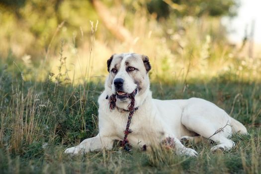 Asian shepherd dog relaxes on the grass and holds a rope in the jaws.