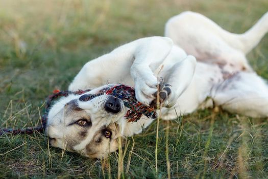 The dog lies in the meadow on its back, holds a rope in its paws and plays with it.