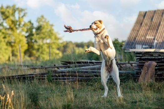 Asian shepherd the dog, in the village yard, play with a rope, jumps high and stands on two legs biting the rope.