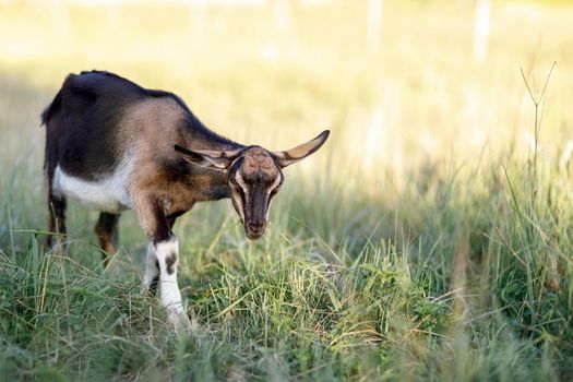 A sad, dark brown with a white belly goat grazes in a summer meadow.