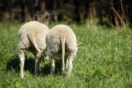 Two young lambs from the back, leaning down and eating green grass. The photo shows the sheep's fur and tail.