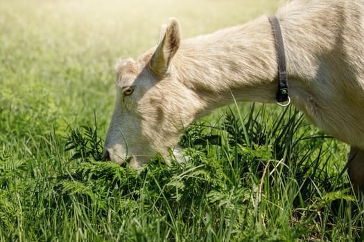 Beige goat greedily eats fresh juicy grass. Free-range goat grazing on a small rural organic dairy farm.