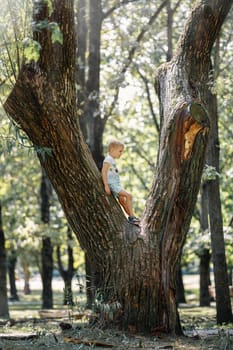 A cute Caucasian boy is happily standing in a tree on a big branch. Child climbing a tree.