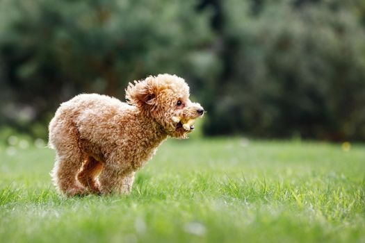 Brown crazy poodle puppy fast running on the grass. The little dog biting a rubber toy and starts race. Furious puppy and funny photo.