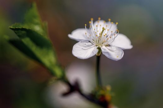 Apple blossoms in detail on a tree in spring