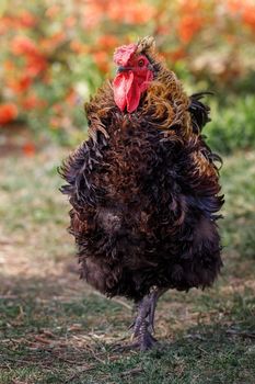 A brown-red wavy feather rooster walks towards us, a blurred variegated floral background behind. The body of the rooster resembles a cone