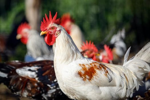 A white rooster with orange wings was photographed among other hens