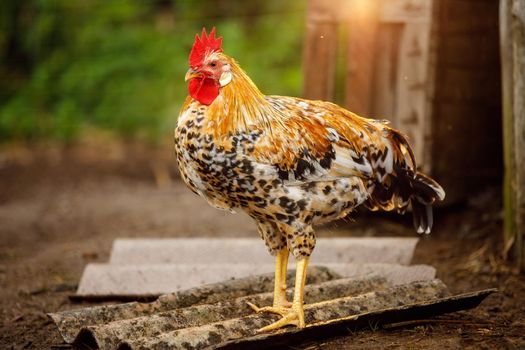 Rooster on traditional rural free range poultry farm