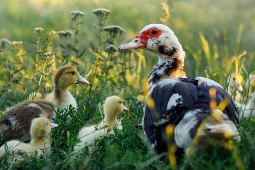 A musk duck in a green meadow teaches its children to know the environment.