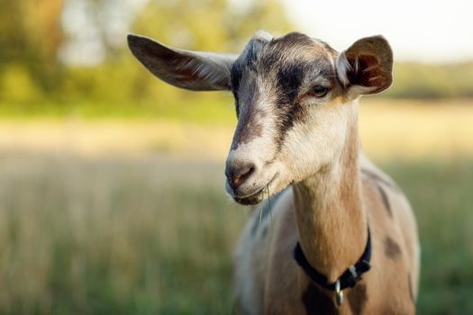 Sympathetic young goat with two herbs in the mouth smiling to us. Blurred landscape in the background, Lithuania rural.