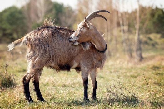 Brown-haired, a goat with long horns stands in the meadow during the summer and scratch its fur. 