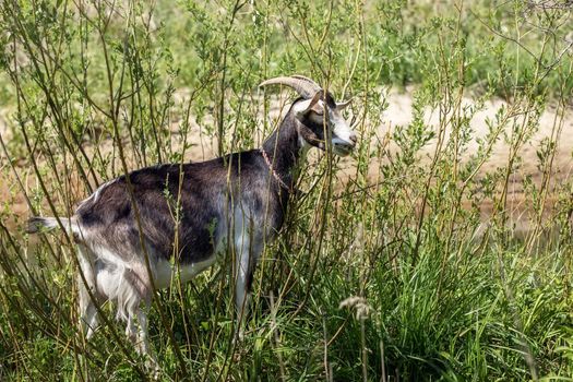 Goat in the bushes at noon in the summer, eating juicy twigs, this is one of their favorite delicacies.