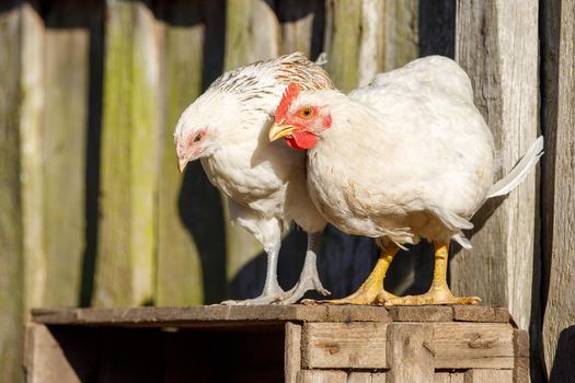 Portrait of white hen and young rooster with red crest isolated on a farm