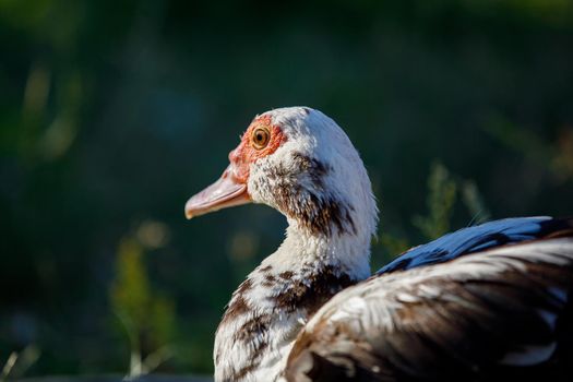 Portrait of a musk duck from behind, in a dark green background.