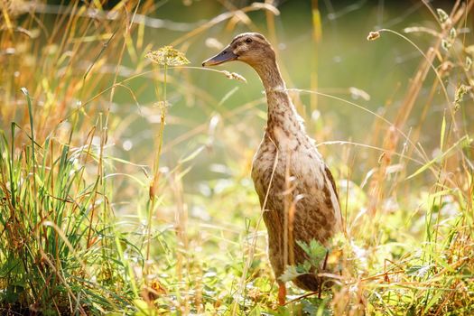 Indian runner duck in a golden meadow. Very nice background, backlight shines the grass and plants.