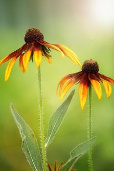 Rudbeckia flowers in the summer garden, closeup view. Gift card, copy space, vertical photo.