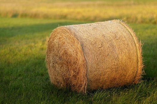 Roll of hay lying in autumn sun on mown field