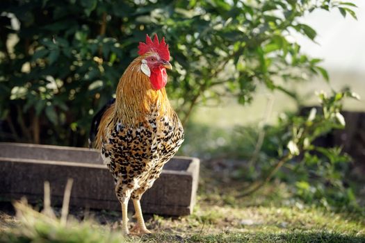 A variegated young, orange colour cock in the beautiful rustic nature background near the trough.