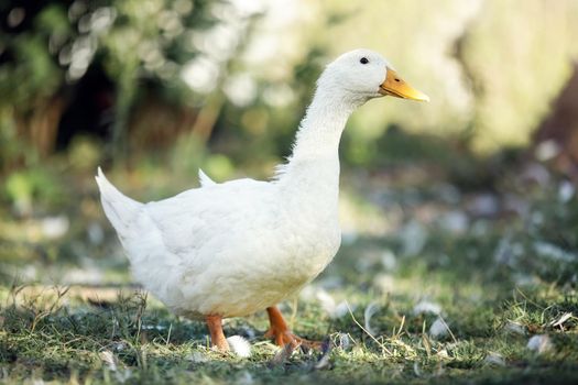 A white goose walks in the village courtyard on a sunny summer day.