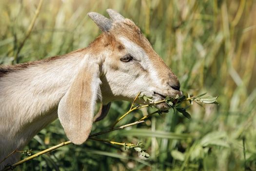 Young goat on green grass background eats young juicy tree branches with small leaves.