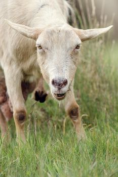 Beige goat grazes in the meadow and looks directly into the camera.